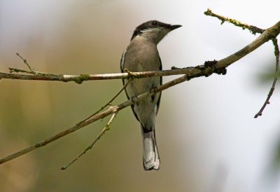 Bar-winged Flycatcher-shrike