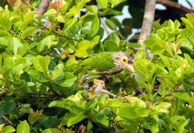 Lineated Barbet