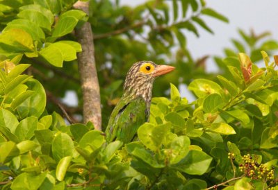 Lineated Barbet