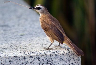 Yellow-vented Bulbul