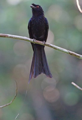 Greater Racquet-tailed Drongo
