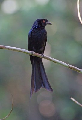 Greater Racquet-tailed Drongo