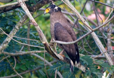 Crested Serpent-eagle