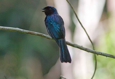 Lesser Racquet-tailed Drongo