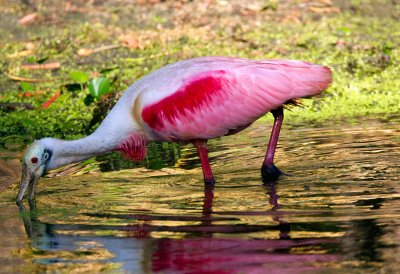 Roseate Spoonbill