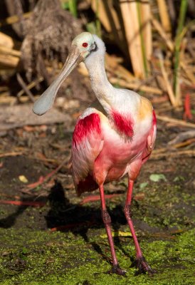 Roseate Spoonbill