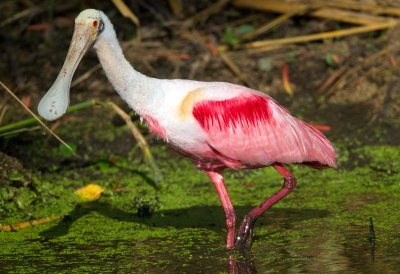 Roseate Spoonbill