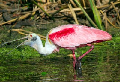 Roseate Spoonbill