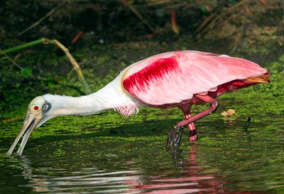 Roseate Spoonbill