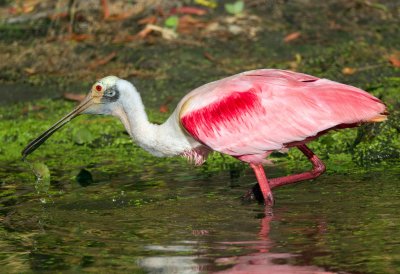 Roseate Spoonbill