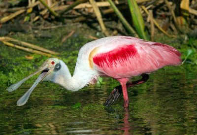 Roseate Spoonbill