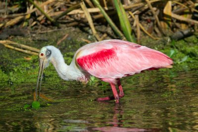 Roseate Spoonbill