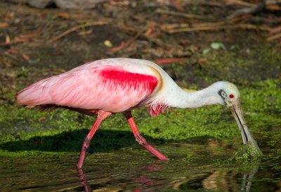 Roseate Spoonbill