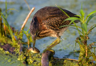 Green Heron