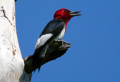 Red Headed  Woodpecker