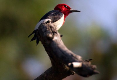 Red Headed  Woodpecker