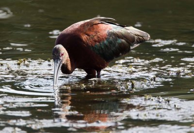 White Faced Ibis