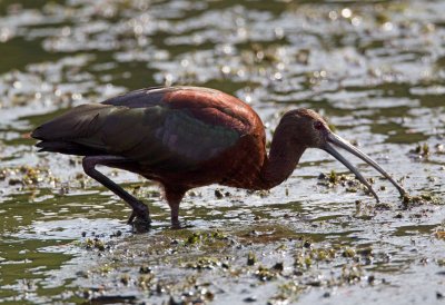 White Faced Ibis