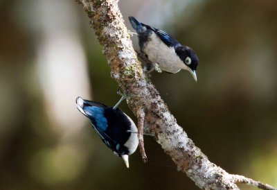 Blue Nuthatch