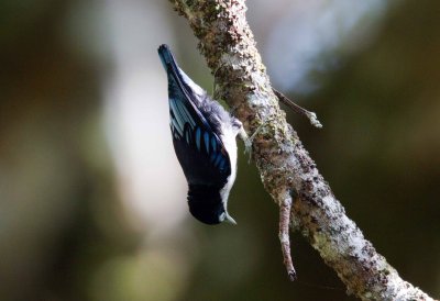 Blue Nuthatch