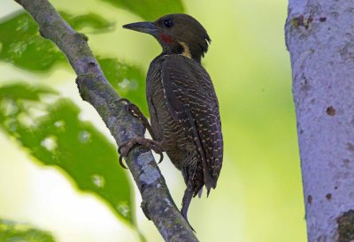 Buff Necked Woodpecker