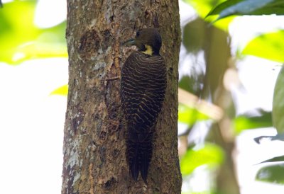 Buff-necked Woodpecker