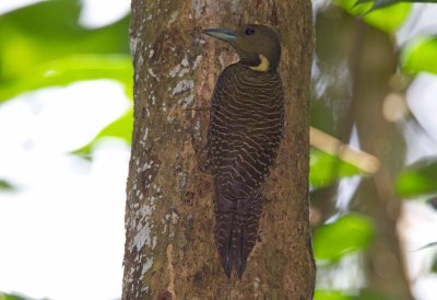 Buff-necked Woodpecker