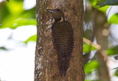 Buff-necked Woodpecker