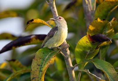 Brown Throated Sunbird (female)