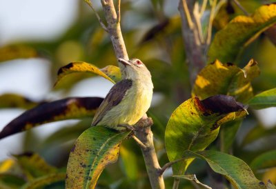 Brown Throated Sunbird (female)