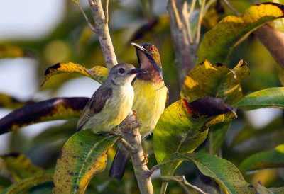 Brown Throated Sunbird