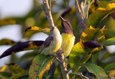 Brown Throated Sunbird