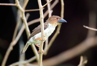 Brown Barbet