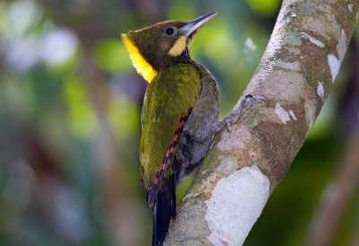 Woodpeckers and Nuthatches of Malaysia