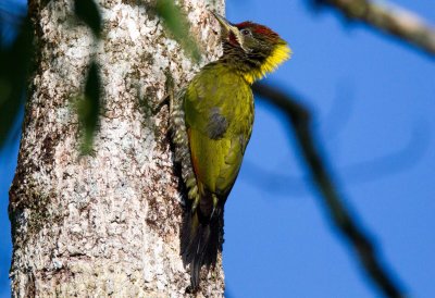 Lesser Yellownape