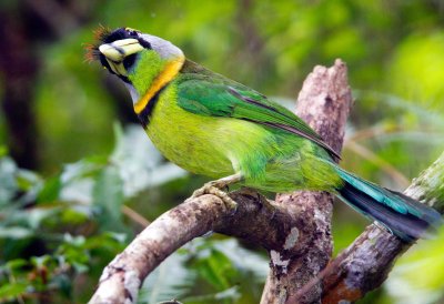 Fire-tufted Barbet