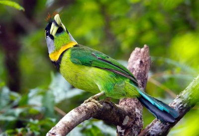 Fire-tufted Barbet