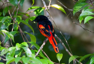 Scarlet Minivet