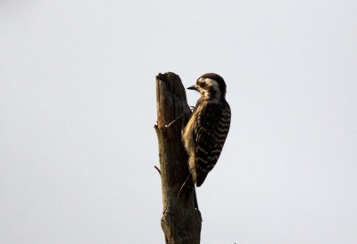 Sunda Pygmy Woodpecker