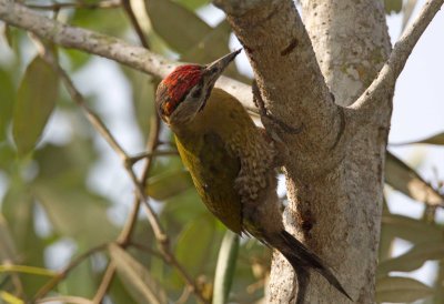 Laced Woodpecker