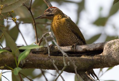 Laced Woodpecker