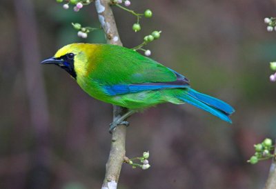 Blue Winged Leafbird