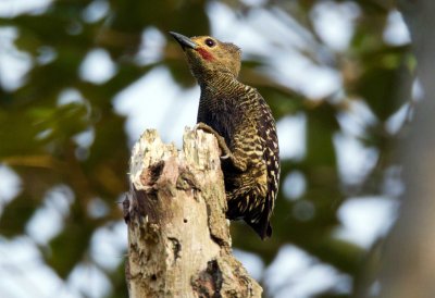 Buff Rumped Woodpecker