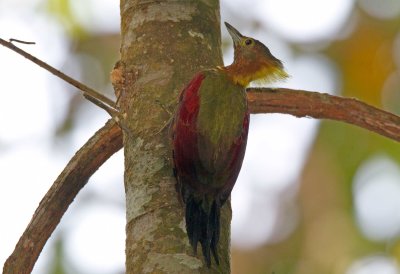 Checker Throated Woodpecker