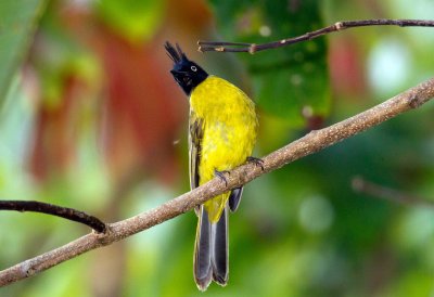 Black Crested Bulbul