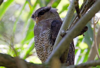 Barred Eagle Owl