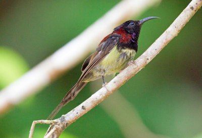 Black-throated Sunbird
