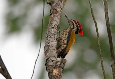 Common Flameback