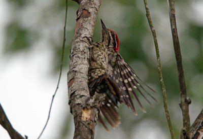 Common Flameback