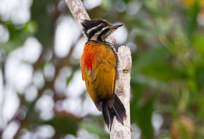 Common Flameback